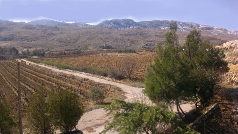 Vineyard El Mechaalany