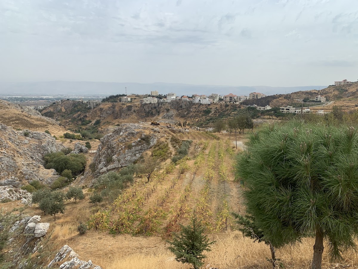 Vineyard El Mechaalany — photograph 3