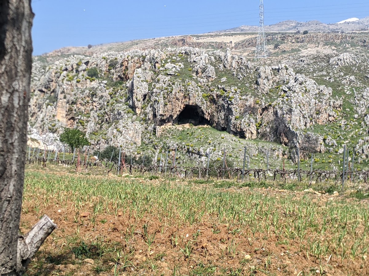 Vineyard El Mechaalany — photograph 4