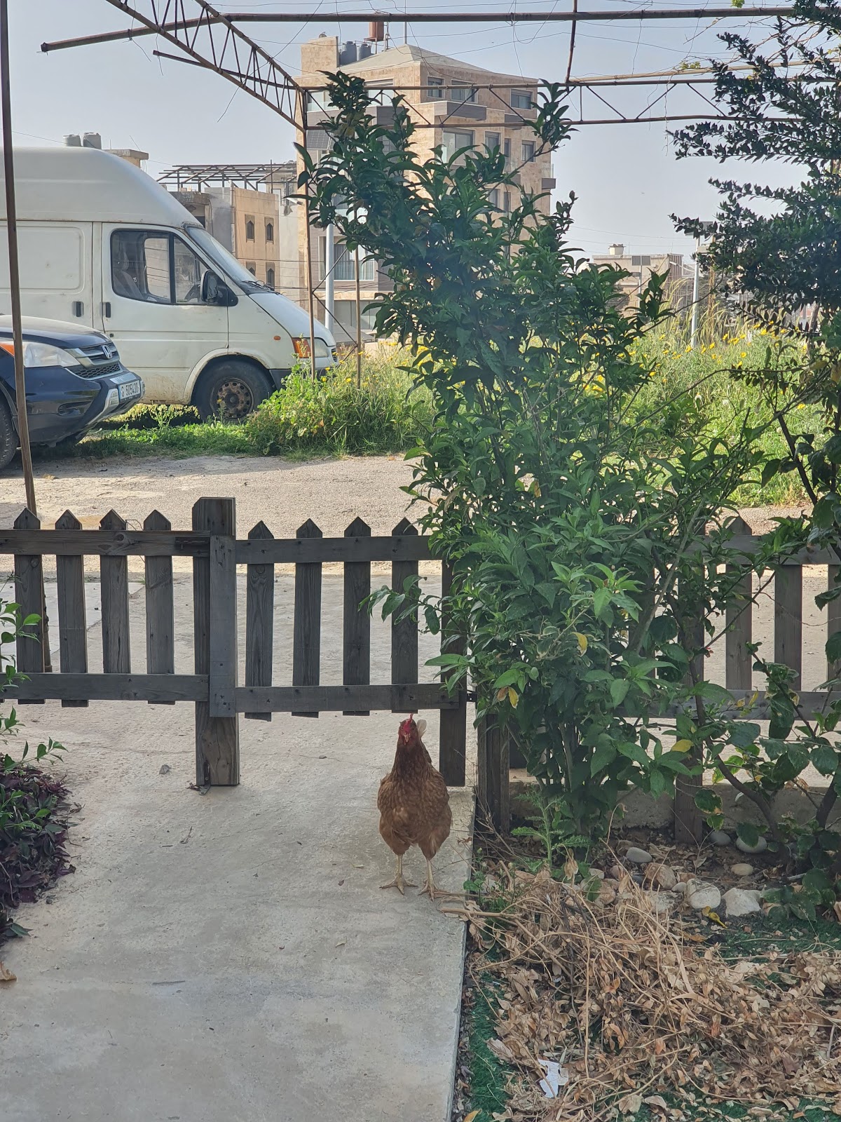 Libi man2ouche — photograph 4