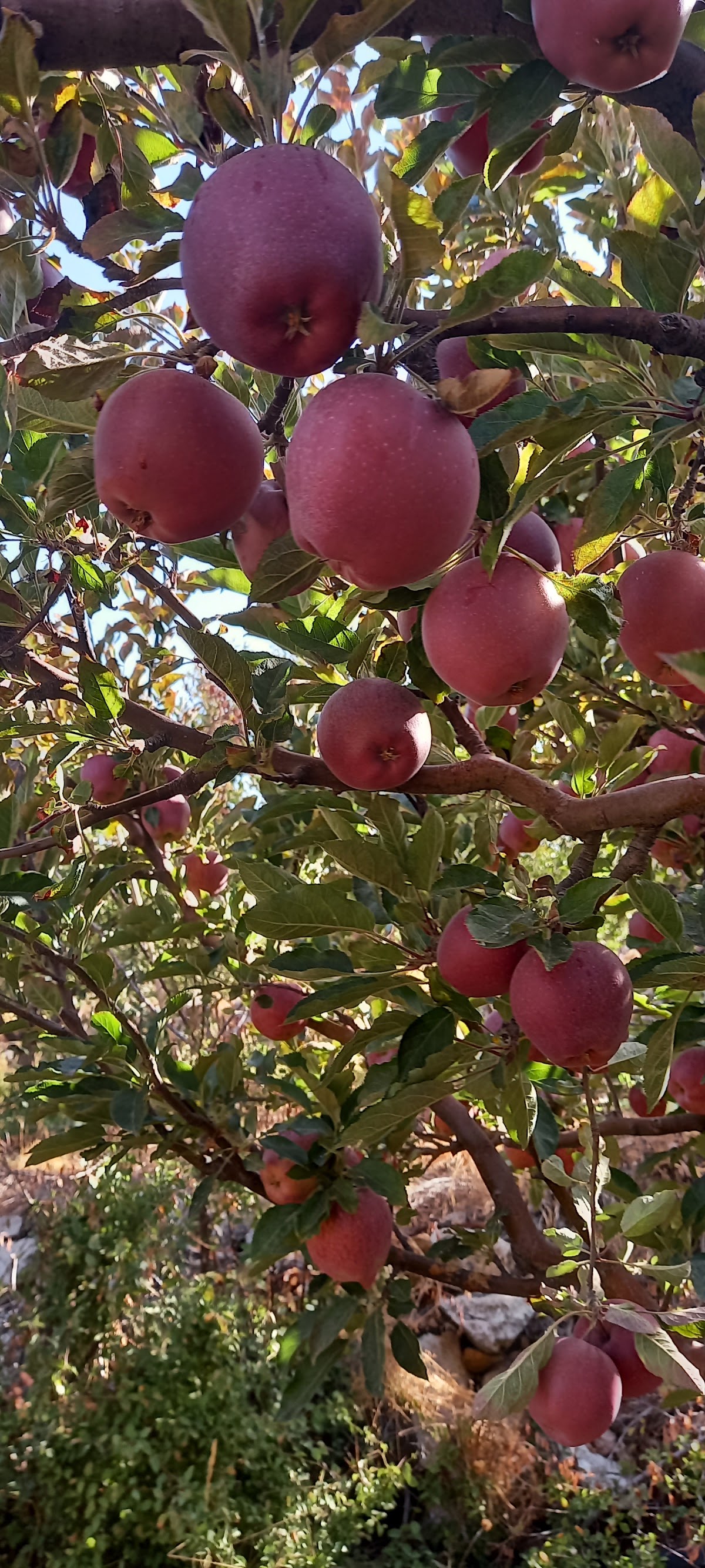 Chikhani’s Apple Farm