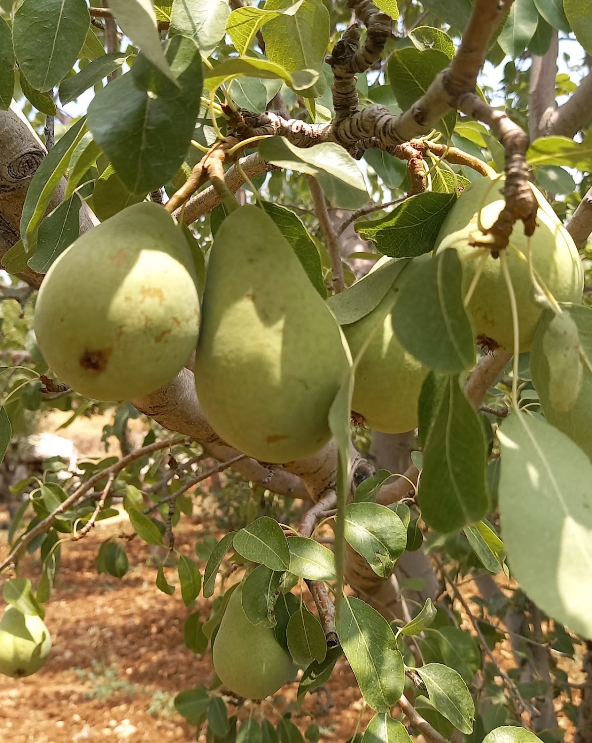 Chikhani’s Apple Farm — photograph 5
