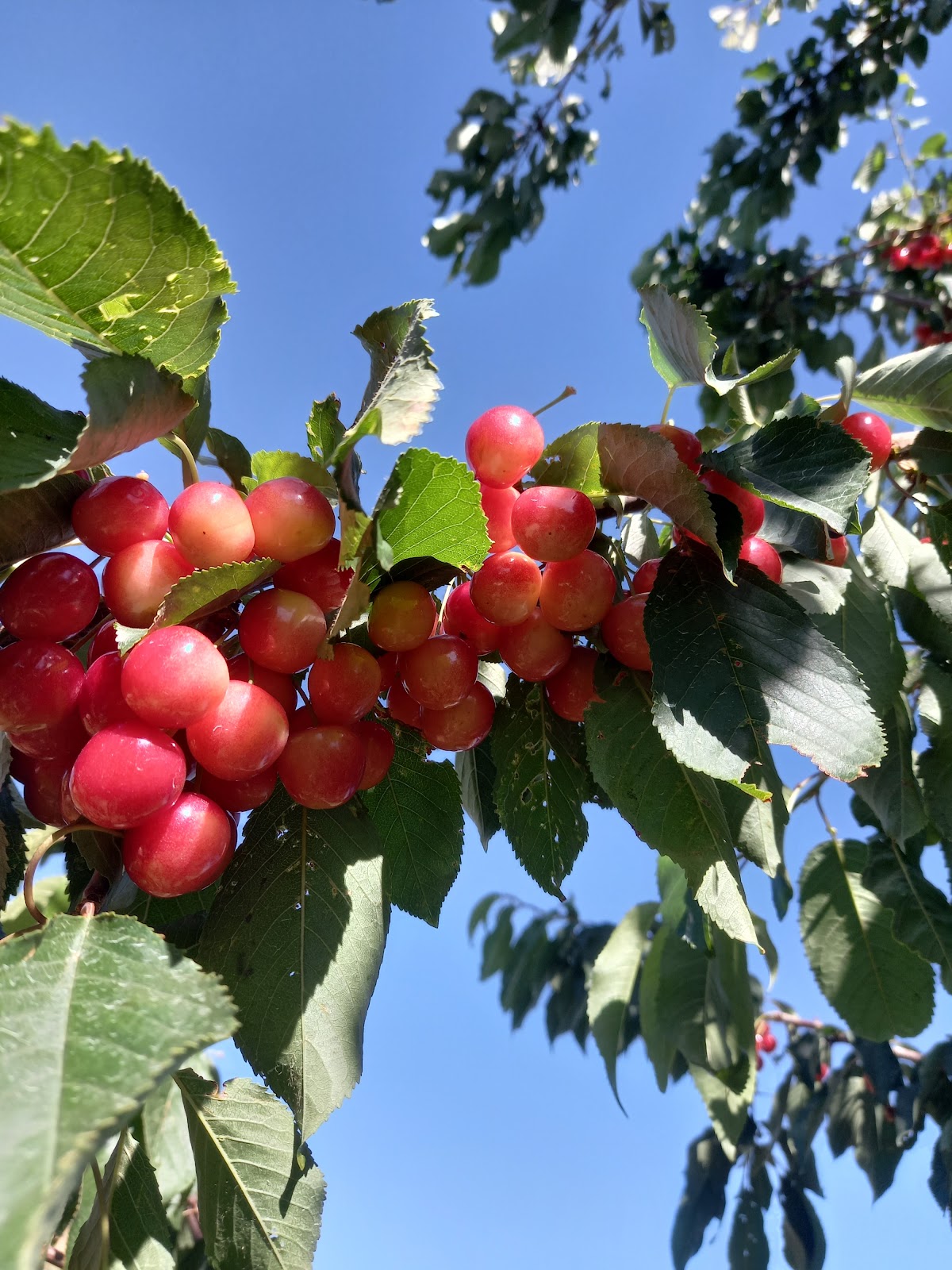 Chikhani’s Apple Farm — photograph 6