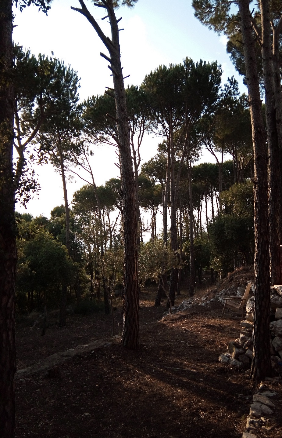 Snawbar Abdelli — photograph 2