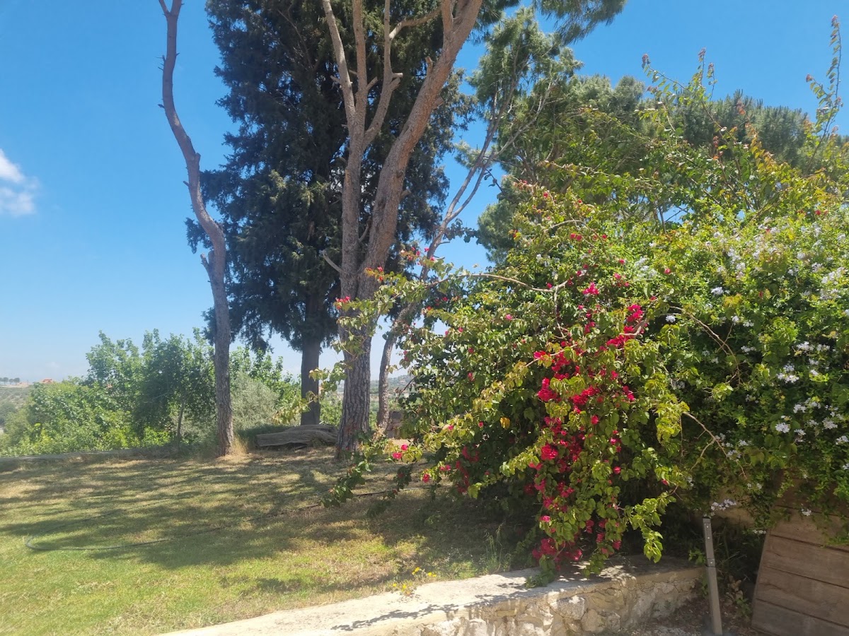 Jrane.les.Pins — photograph 3