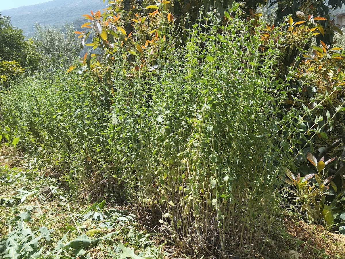 Joe Abi Saad Garden — photograph 2