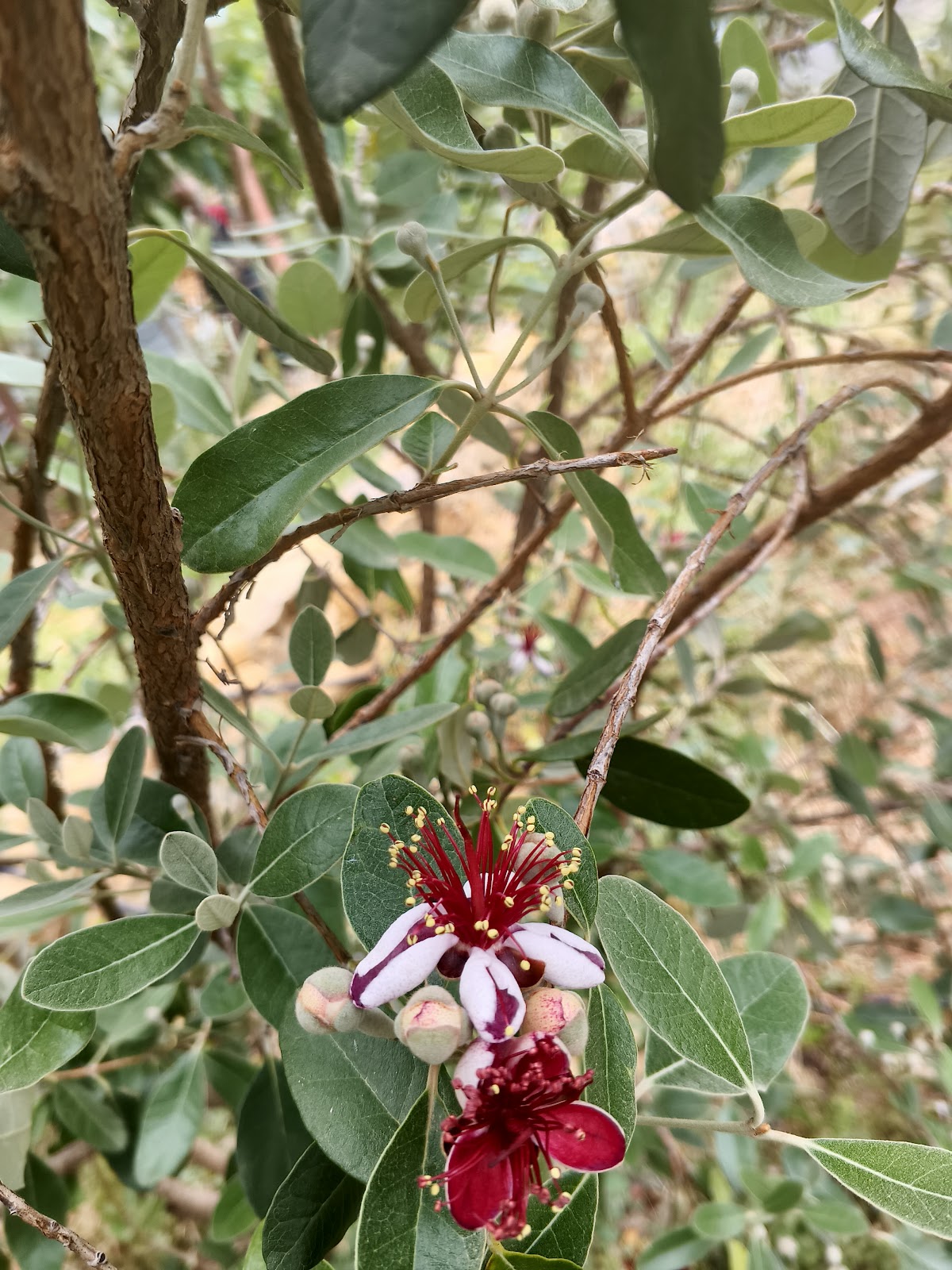 Joe Abi Saad Garden — photograph 3