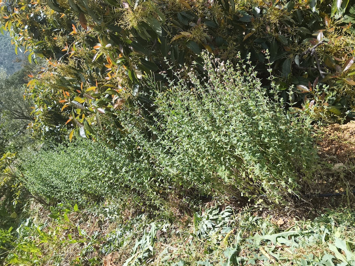 Joe Abi Saad Garden — photograph 4