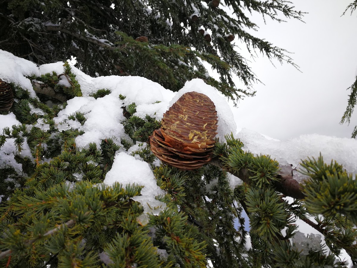 Qanat Bakish — photograph 5