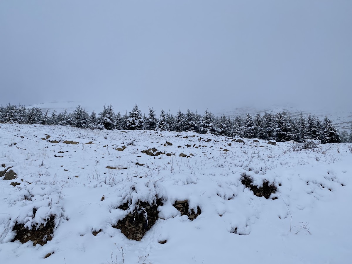 Bakish Cedars — photograph 2
