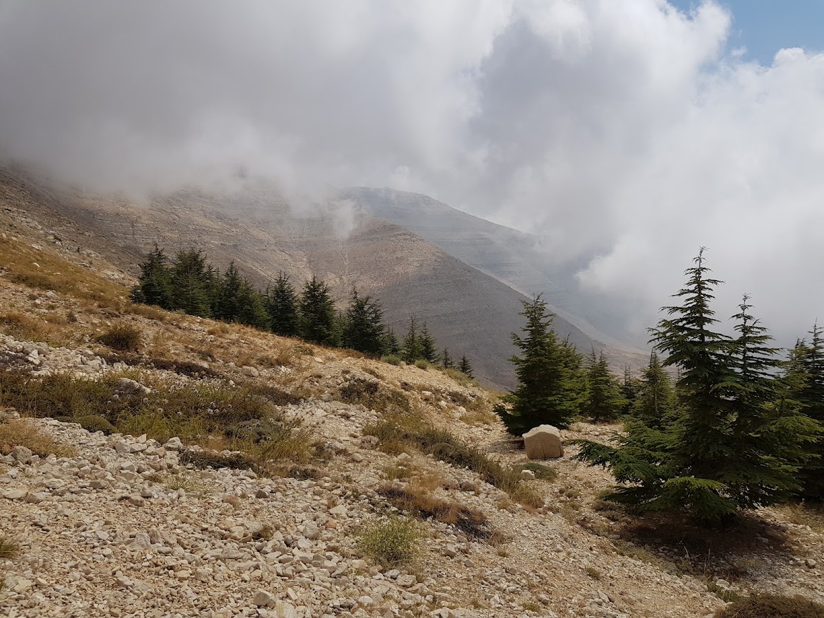 Bakish Cedars — photograph 4