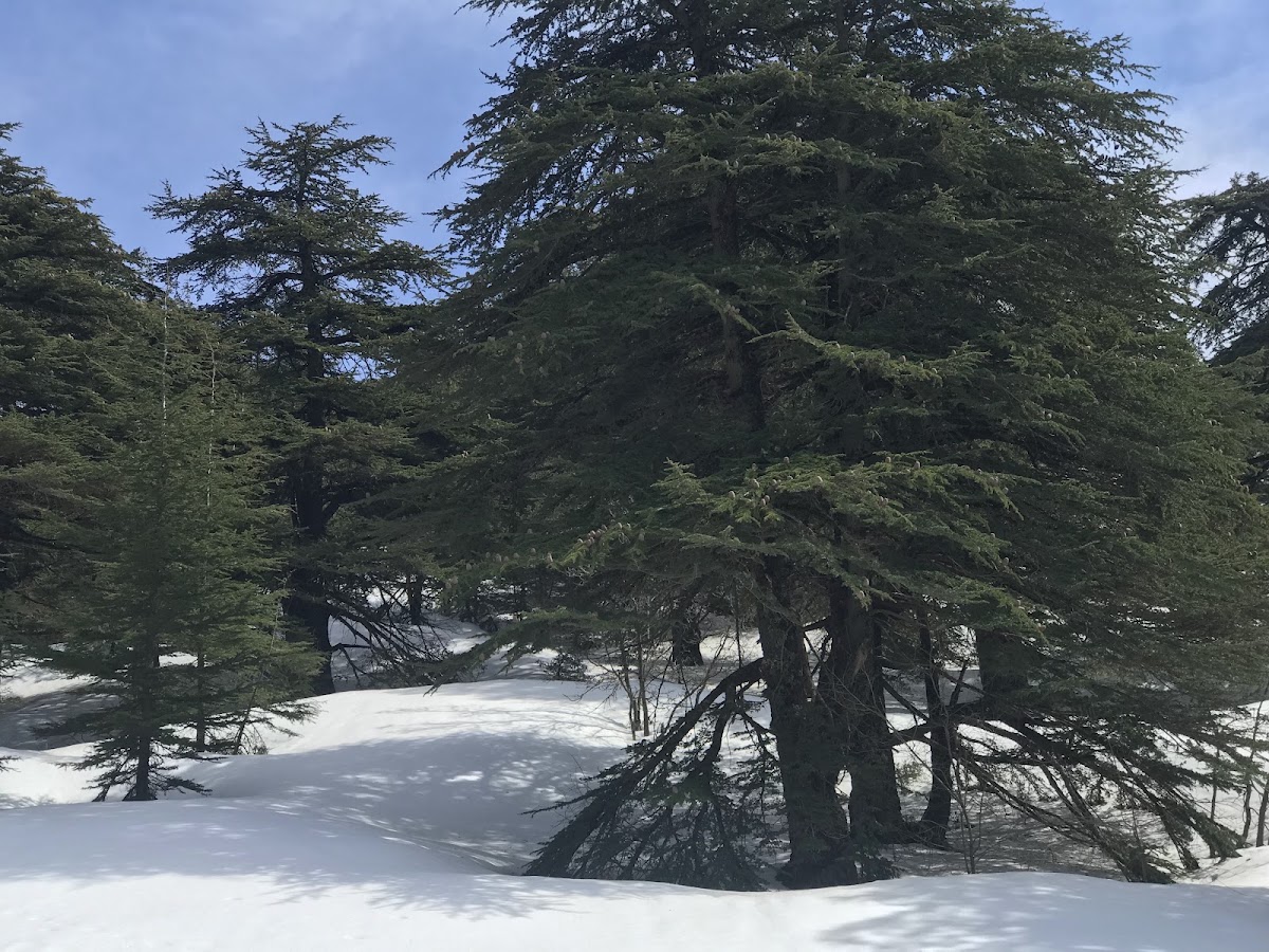 Shouf Cedars — photograph 5