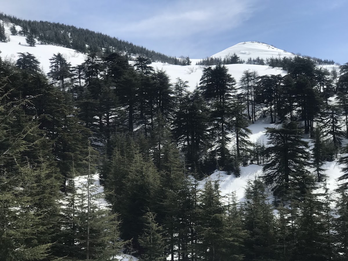 Shouf Cedars — photograph 6