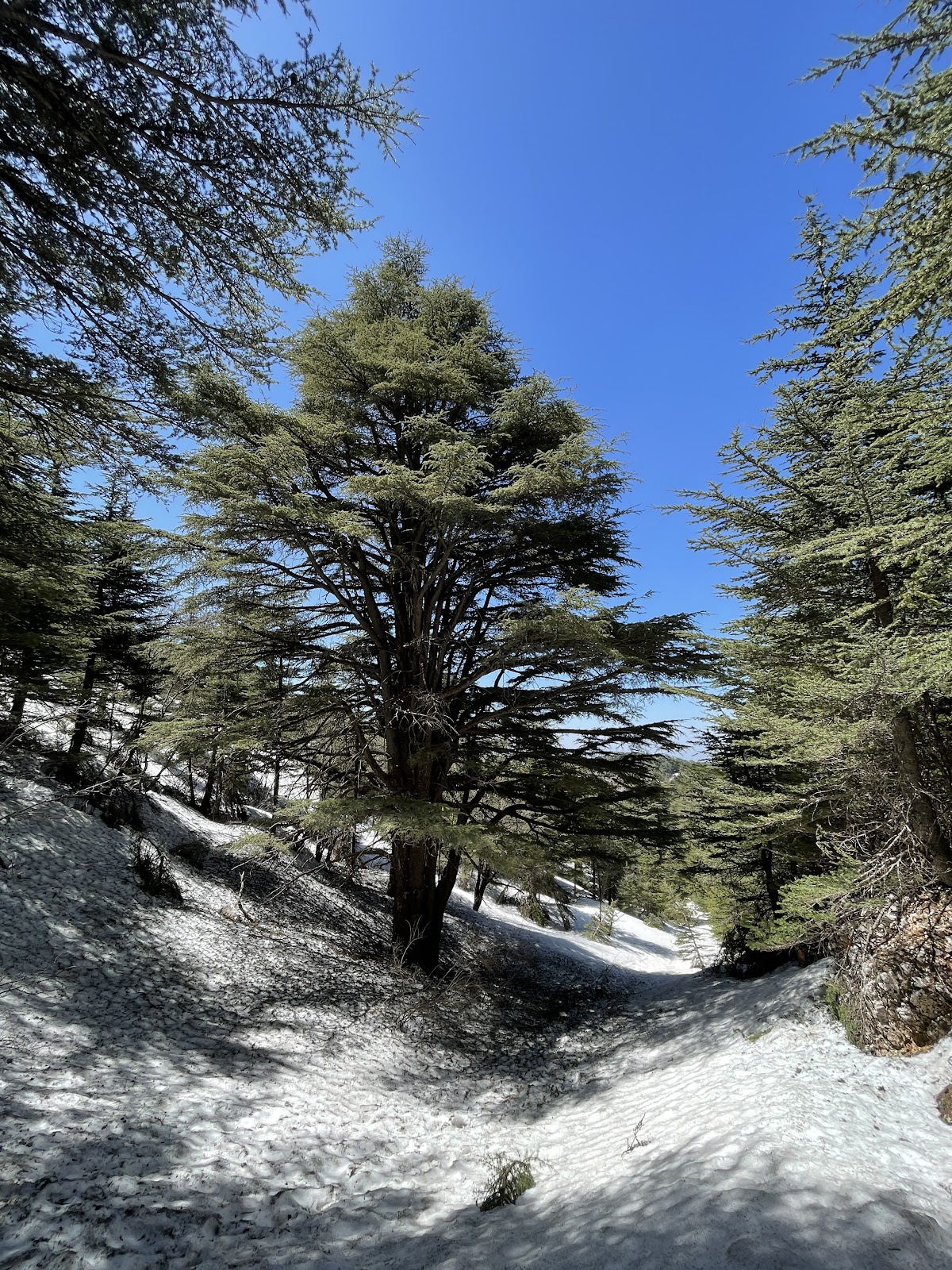 Shouf biosphere Reserve /Ain Zhalta-Bmohrai Forest — photograph 3