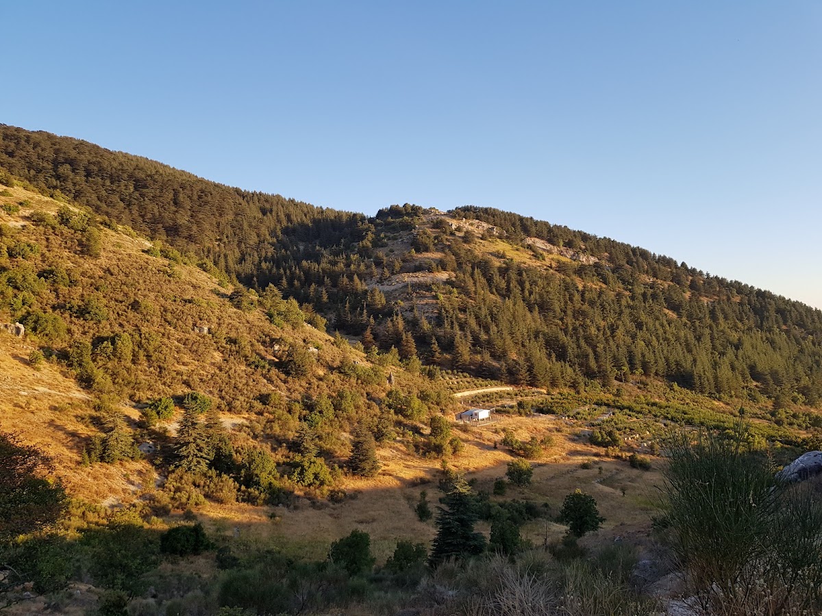 Shouf biosphere Reserve /Ain Zhalta-Bmohrai Forest — photograph 4