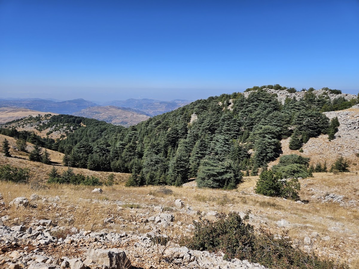 Shouf biosphere Reserve /Ain Zhalta-Bmohrai Forest — photograph 6