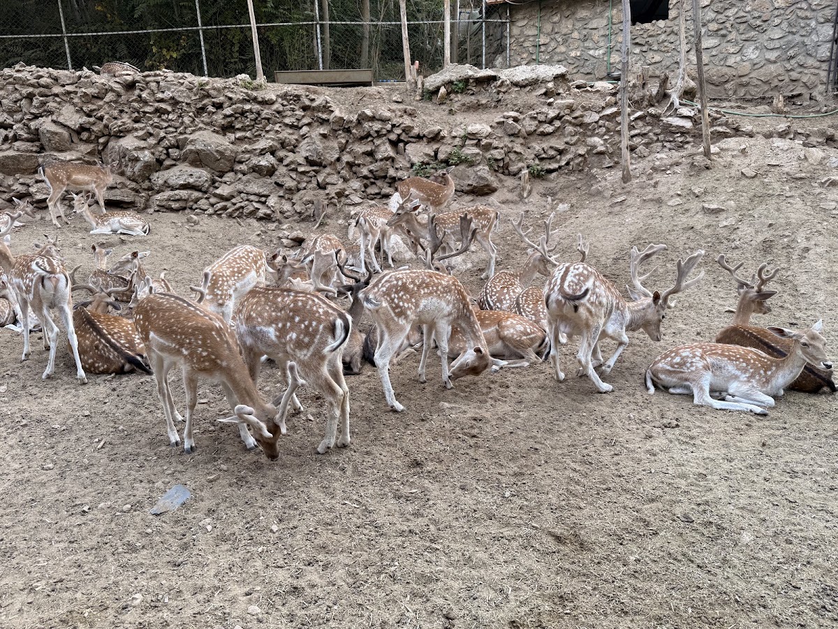 Mahmiyet Al Ghazlan — photograph 2