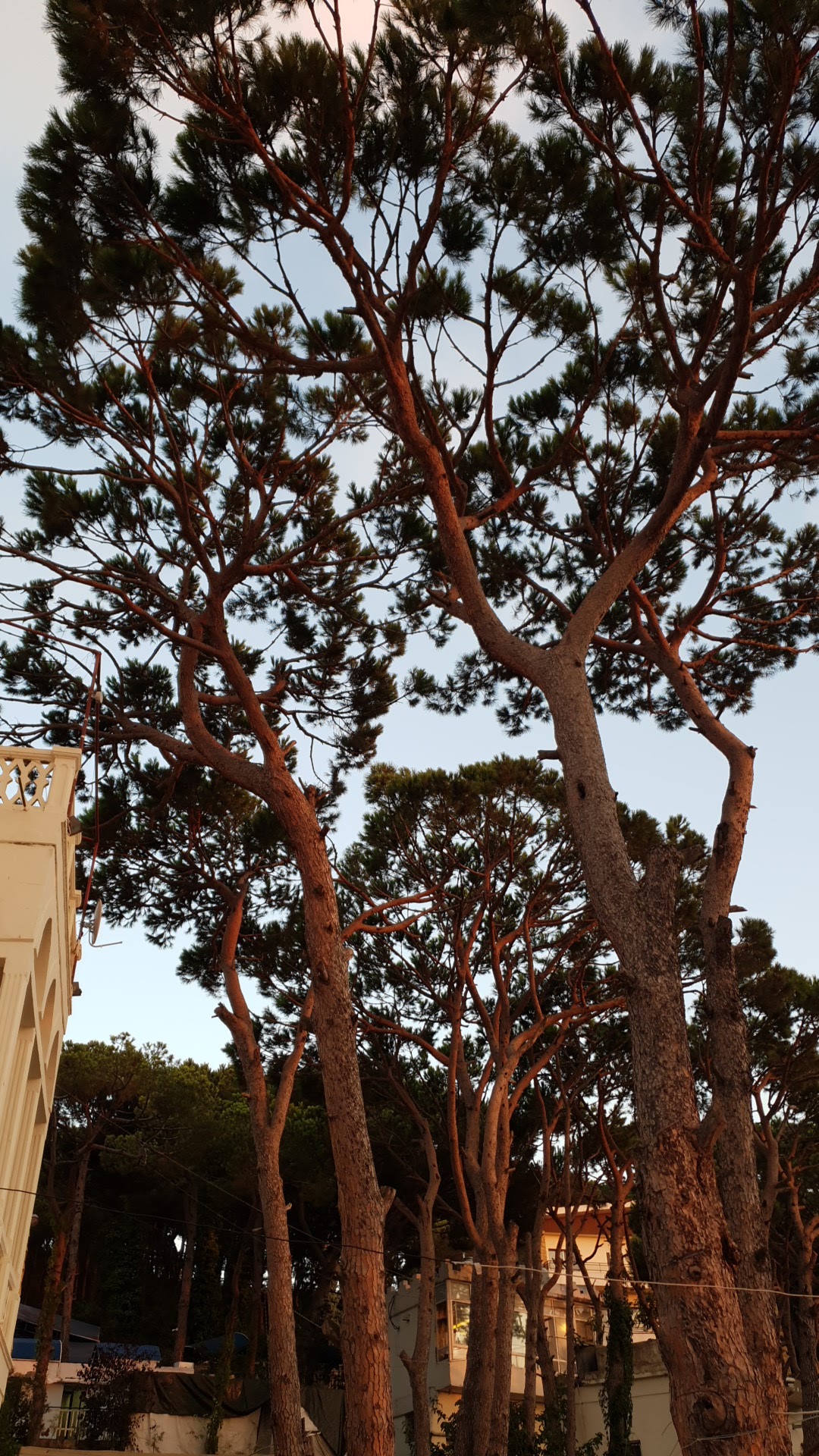 Capri Hotel — photograph 5