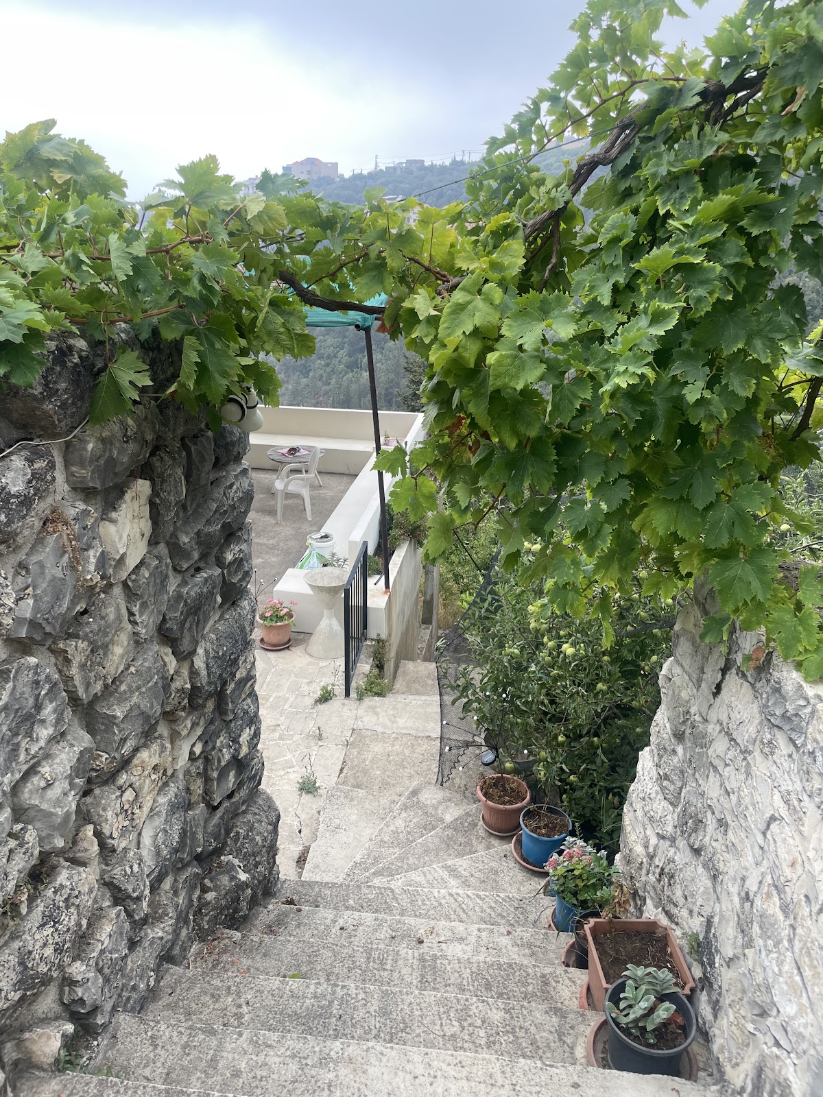 Beit Rose
