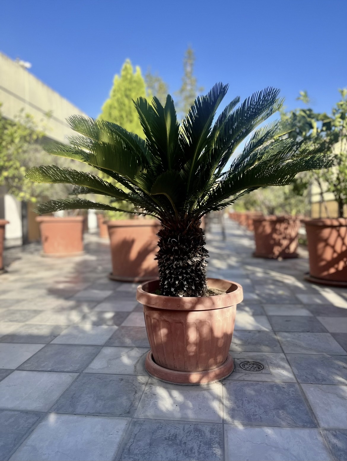 سيدني أبارتمنتس — photograph 6