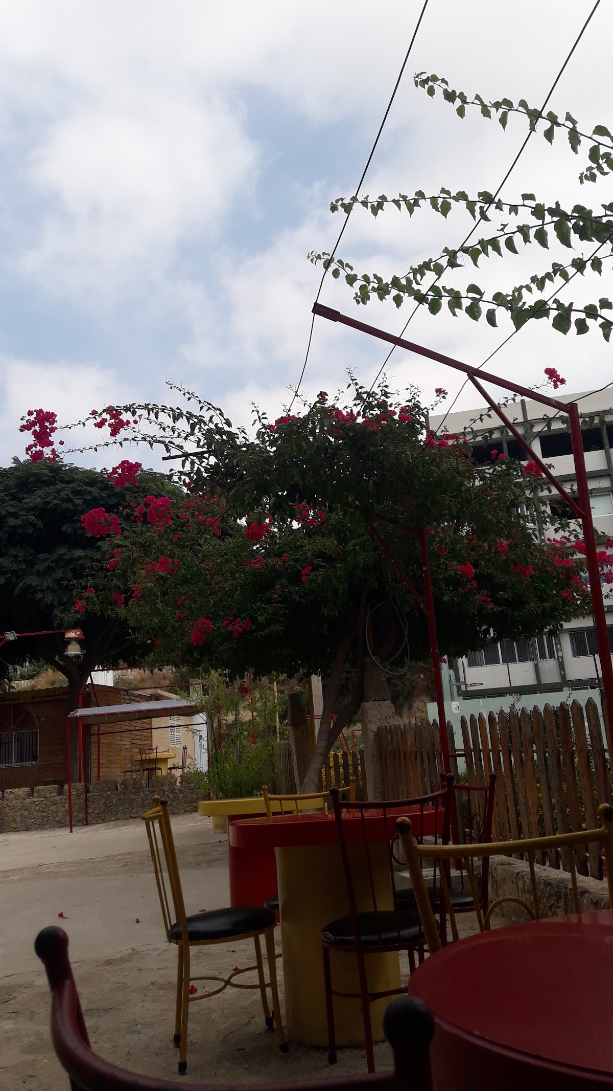 Garden Cafe — photograph 5