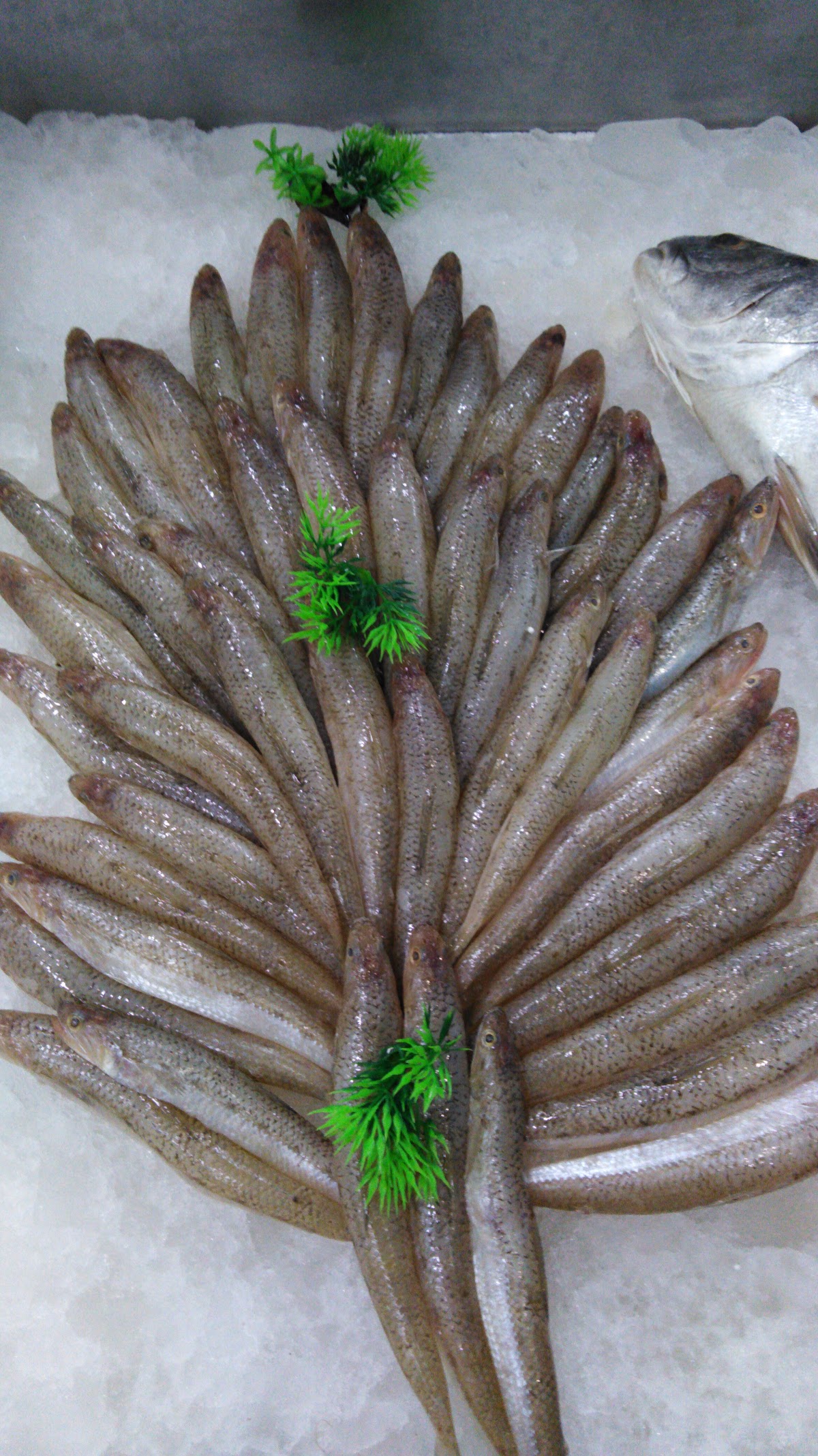 Al Ghazal Fish