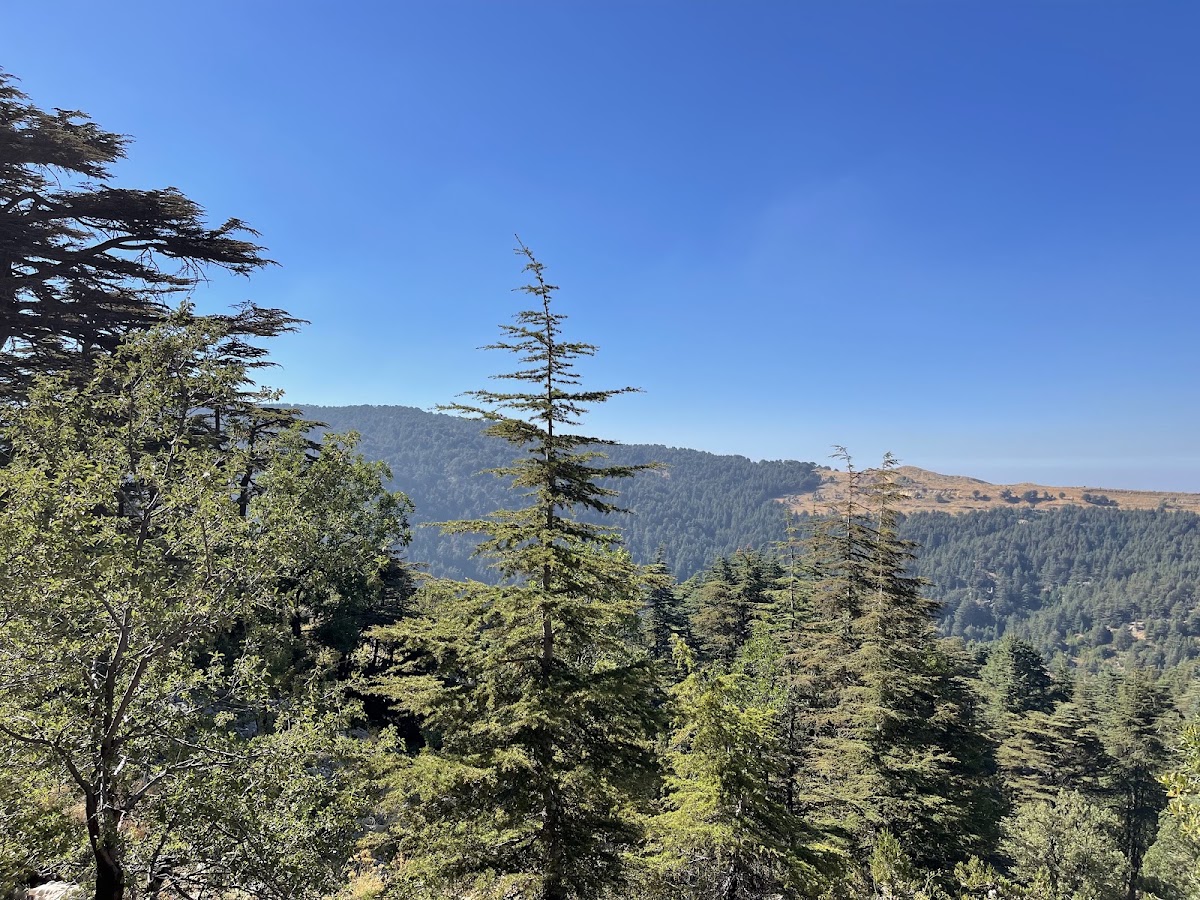 Tannourine Cedars Reserve