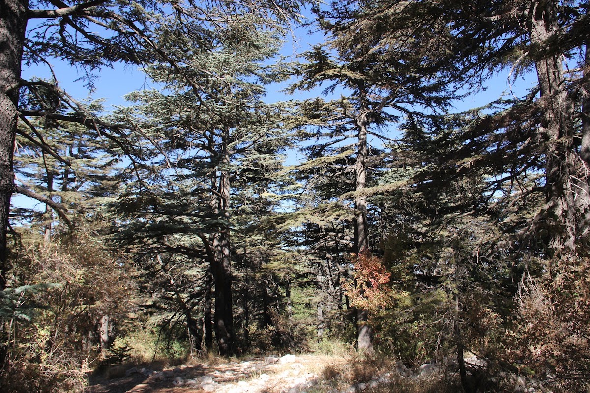 Tannourine Cedars Reserve — photograph 4