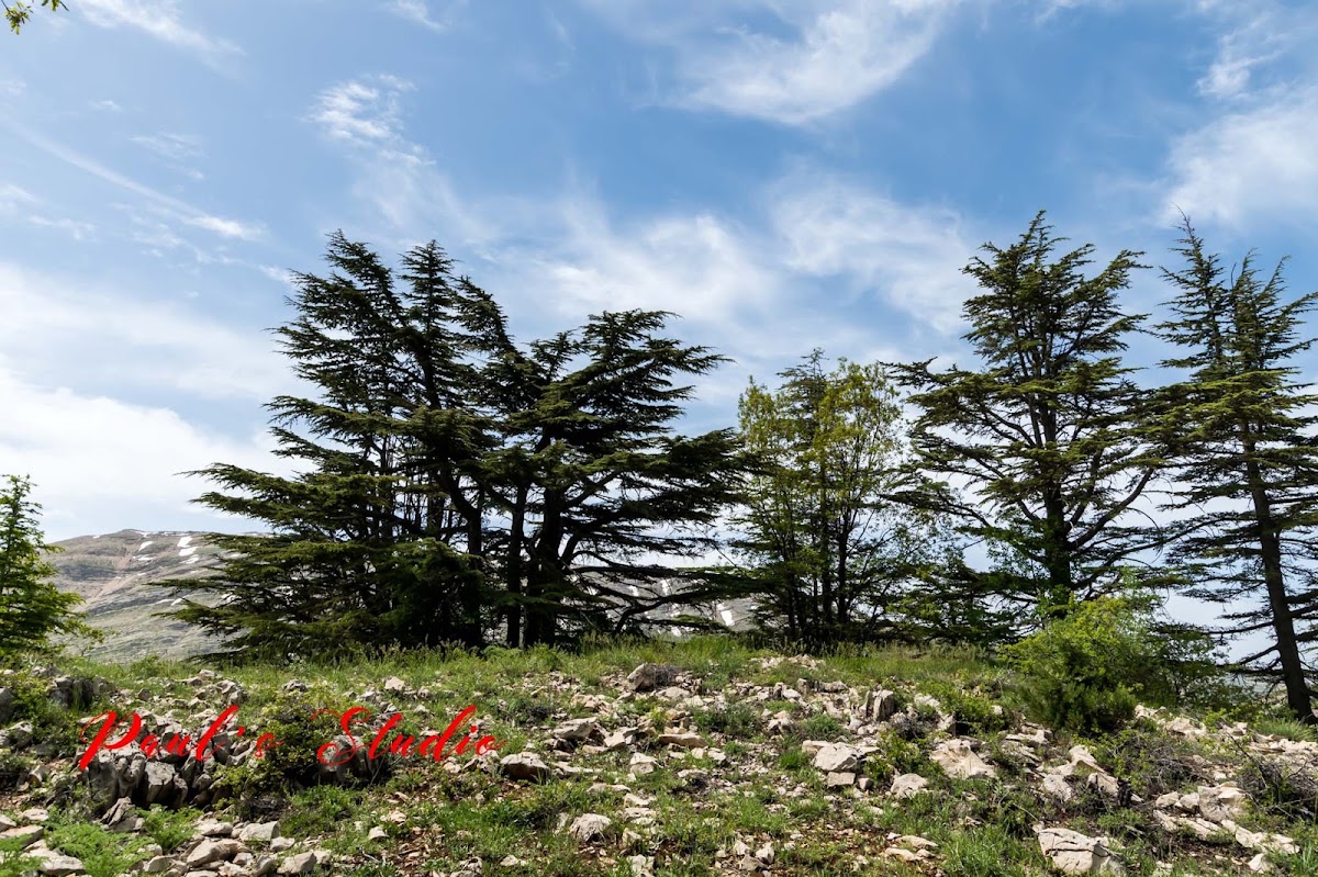Tannourine Cedars Reserve — photograph 5