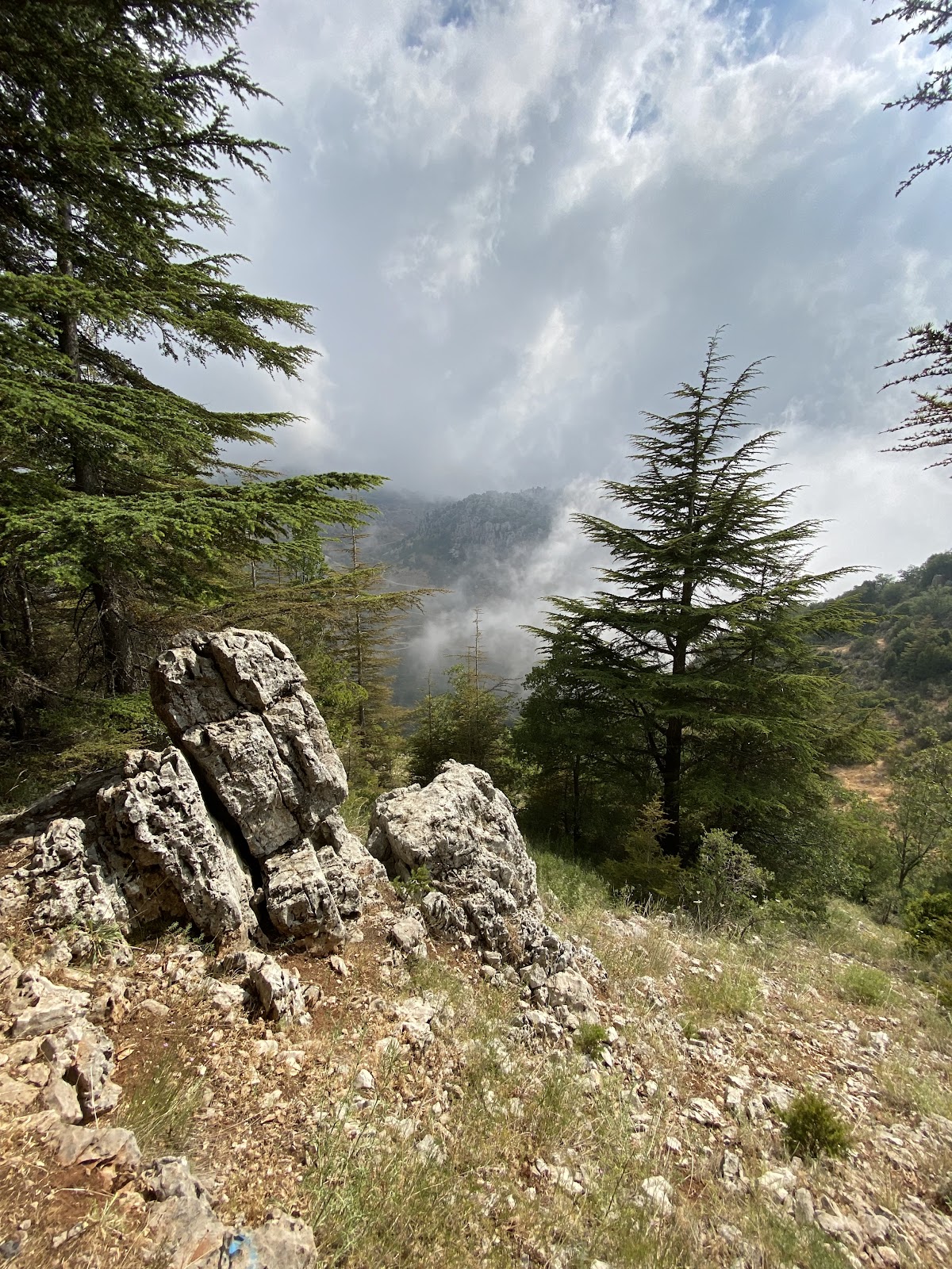 Tannourine Cedars Reserve — photograph 6