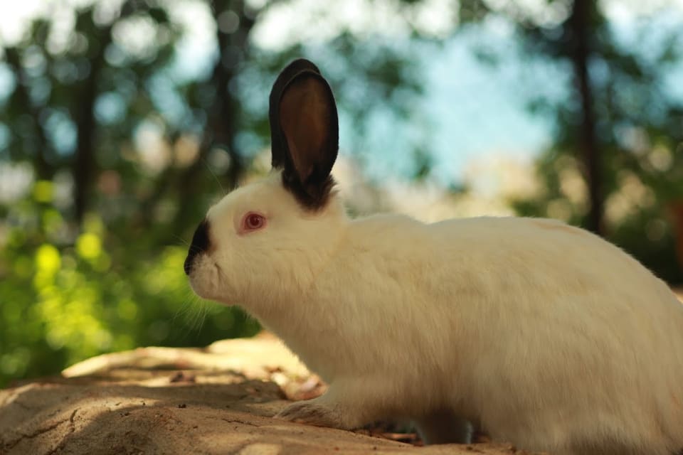 BUNNY FARM