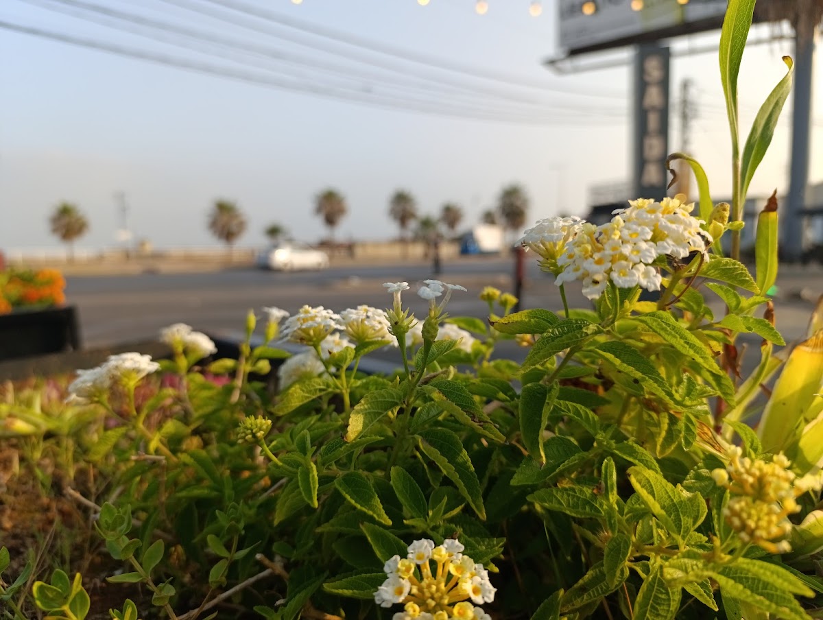 Darweesh Cafe