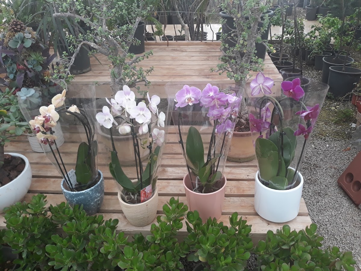 Al Yasamina Landscapes — photograph 6