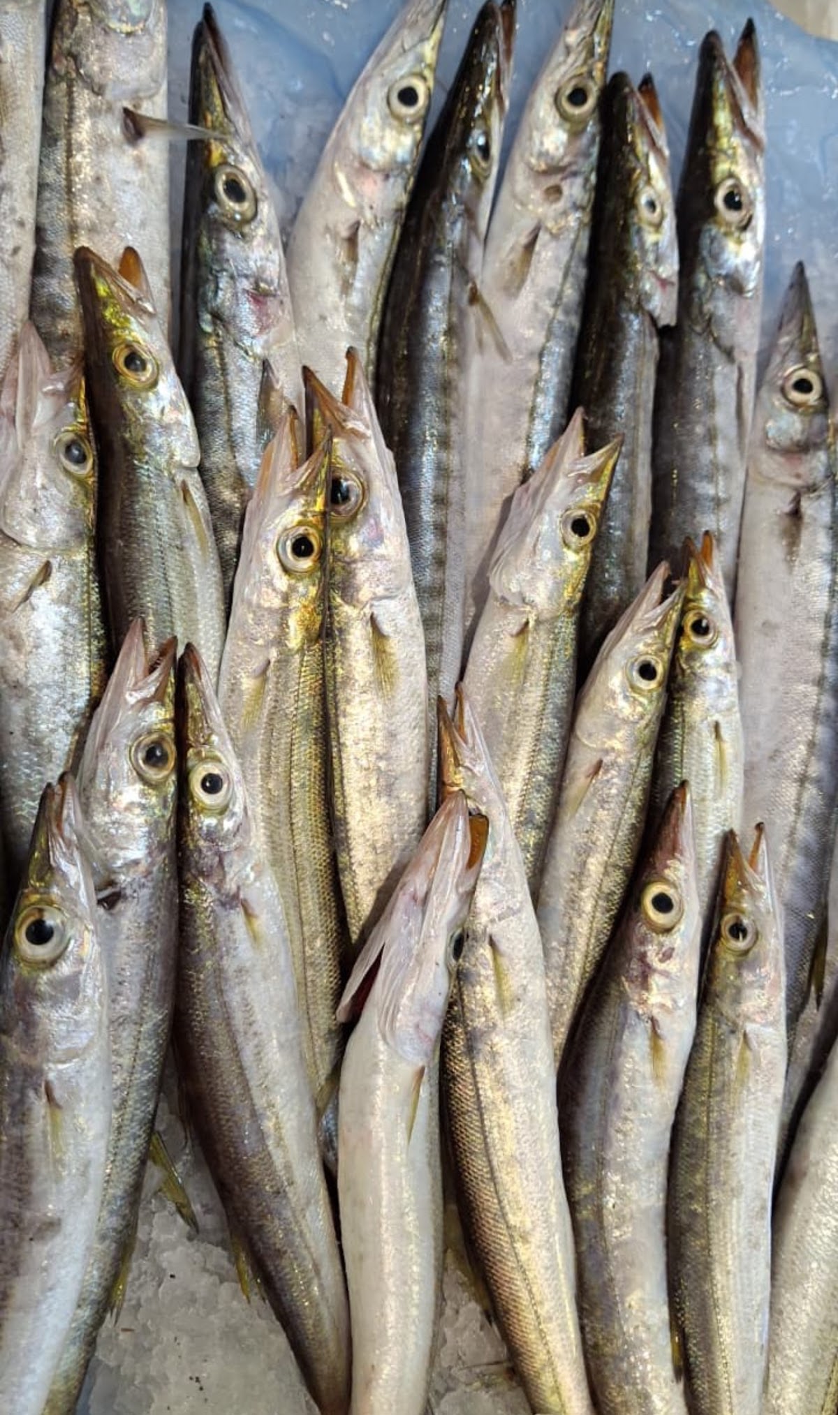 Home fish