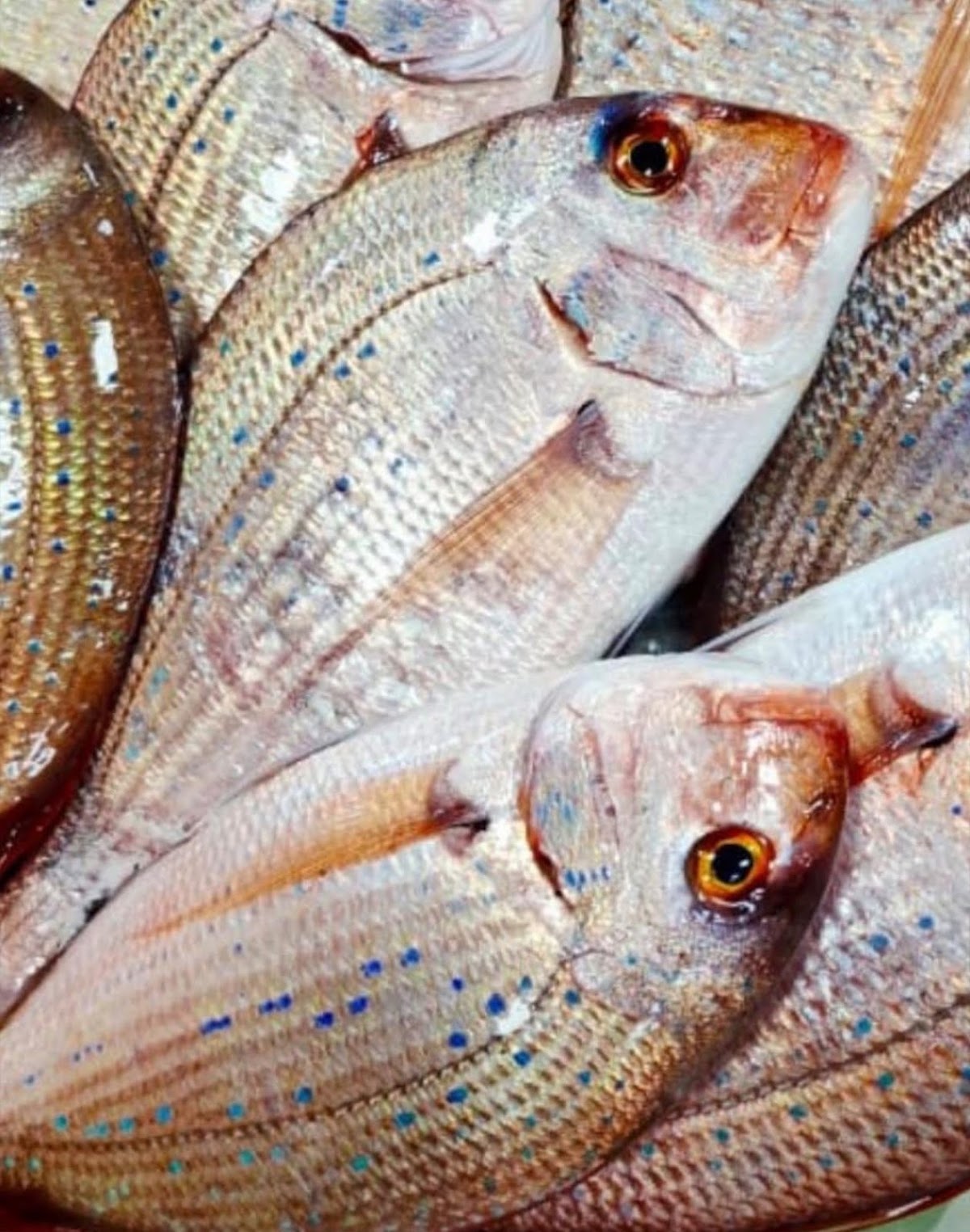 Home fish — photograph 4