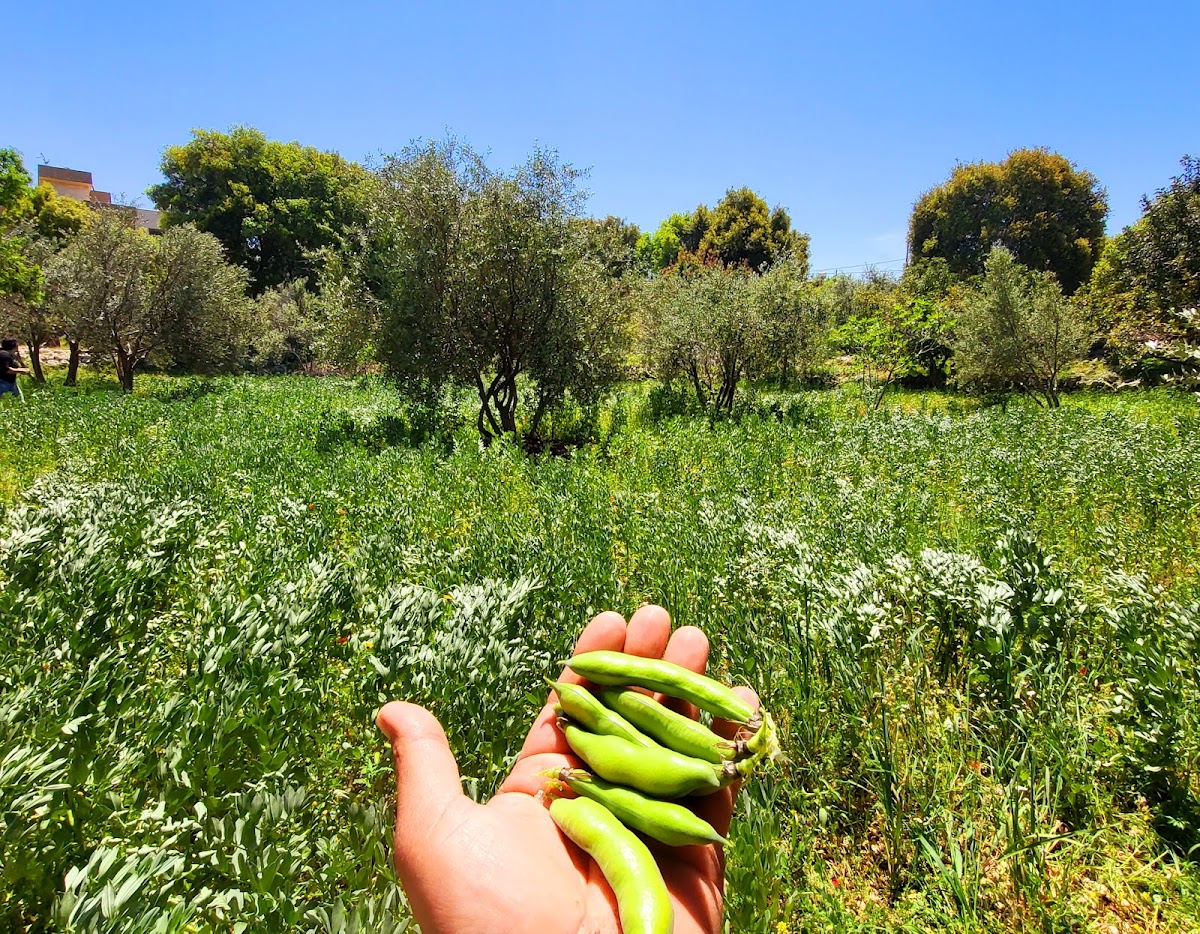 Green Hamat organic farms