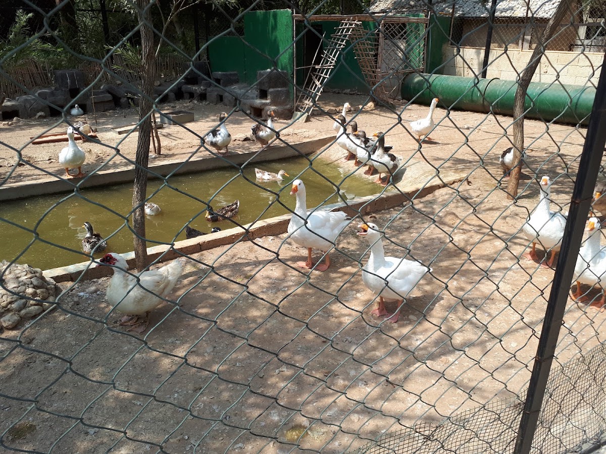 Jannat Al Wadi — photograph 2