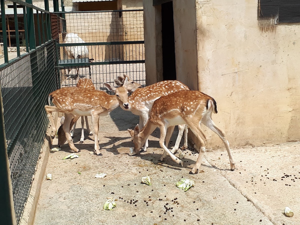 Jannat Al Wadi — photograph 4