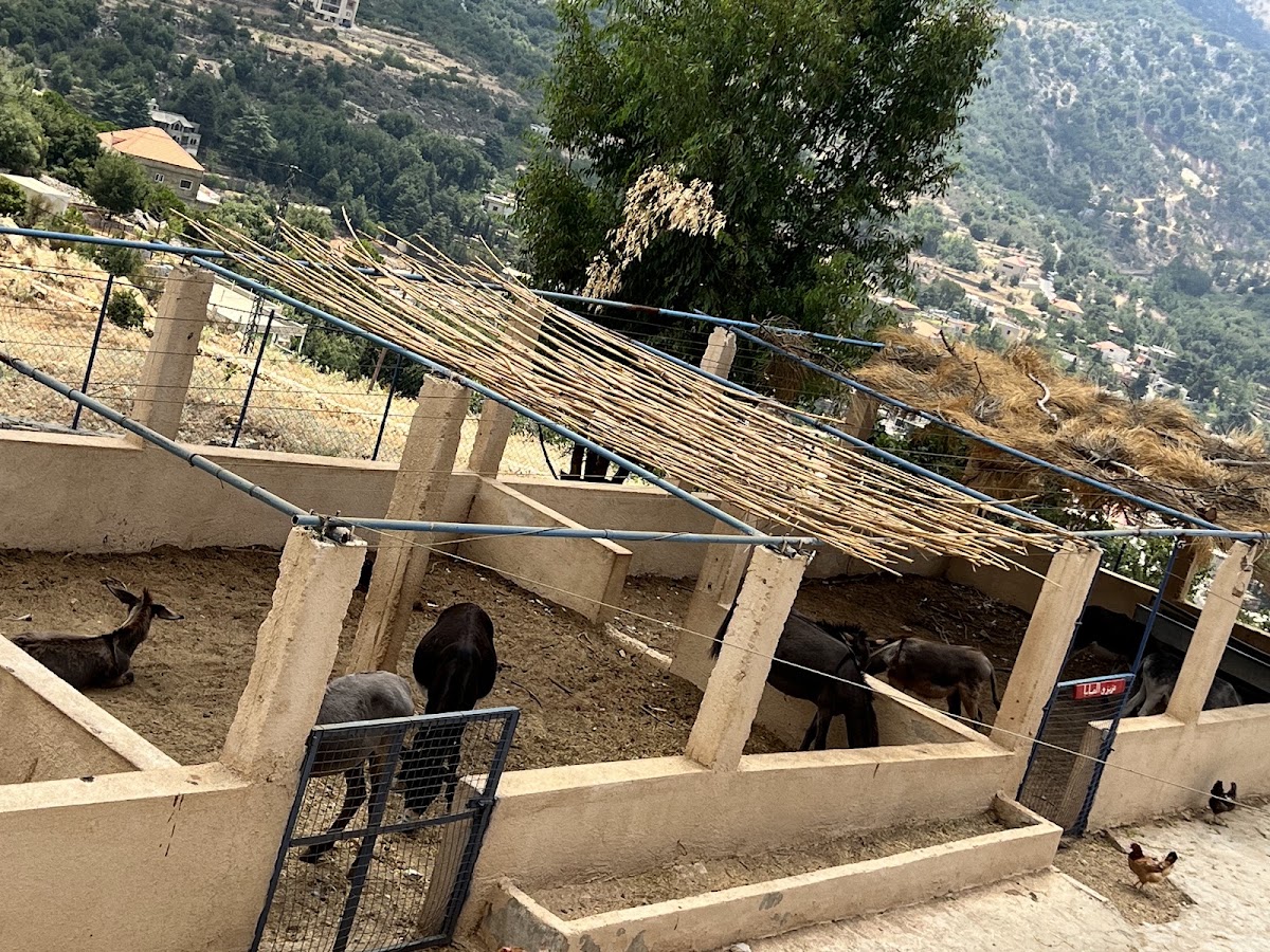 The Donkey Farm