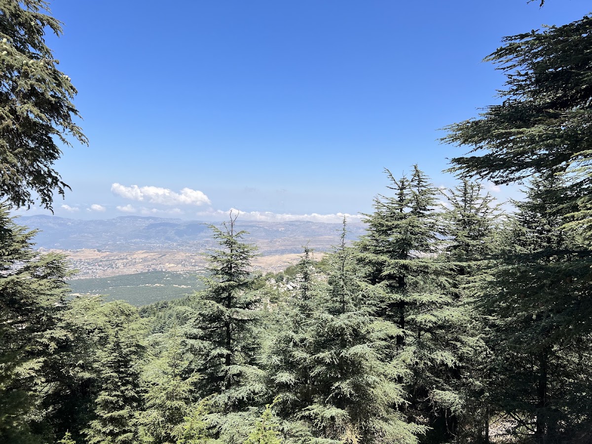 Shouf Biosphere Reserve / Maasser Cedar Forest — photograph 2