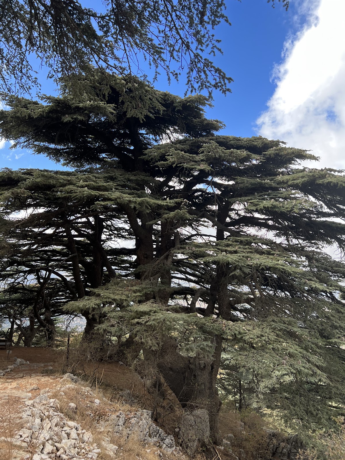 Shouf Biosphere Reserve / Maasser Cedar Forest — photograph 3