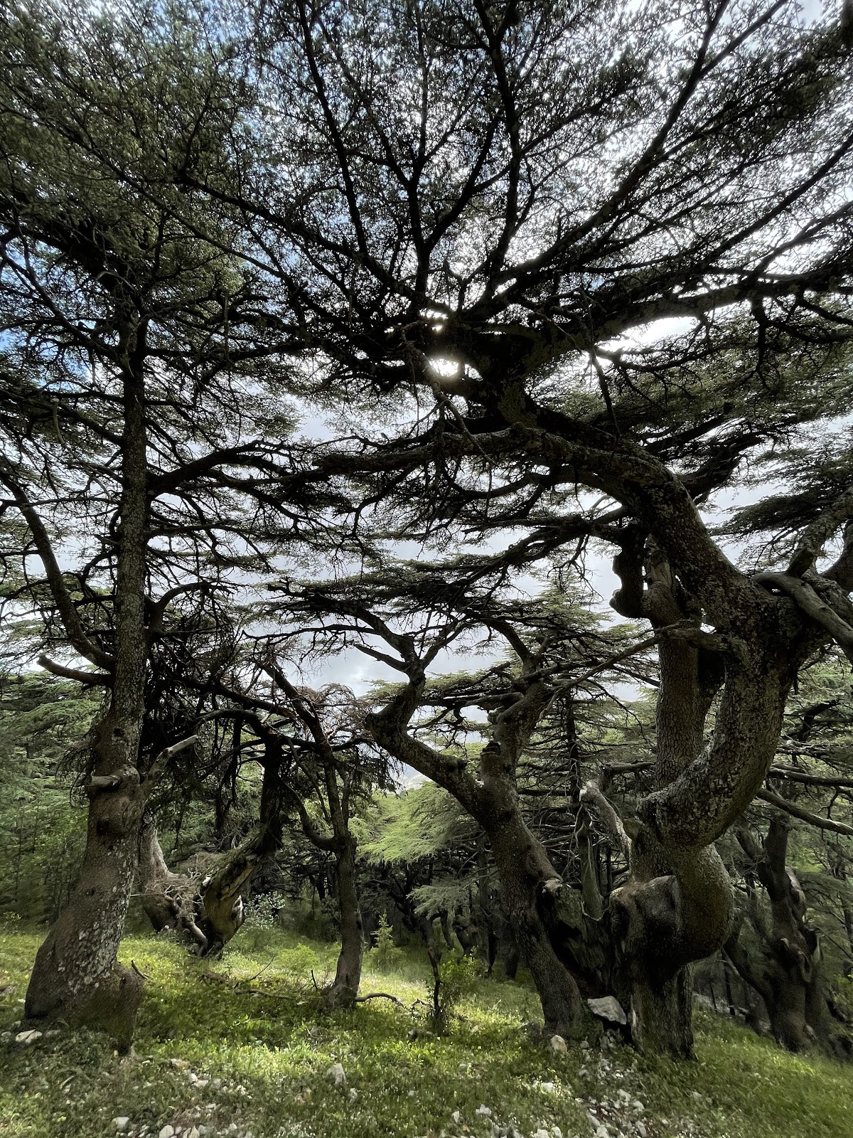 Shouf Biosphere Reserve / Maasser Cedar Forest — photograph 6
