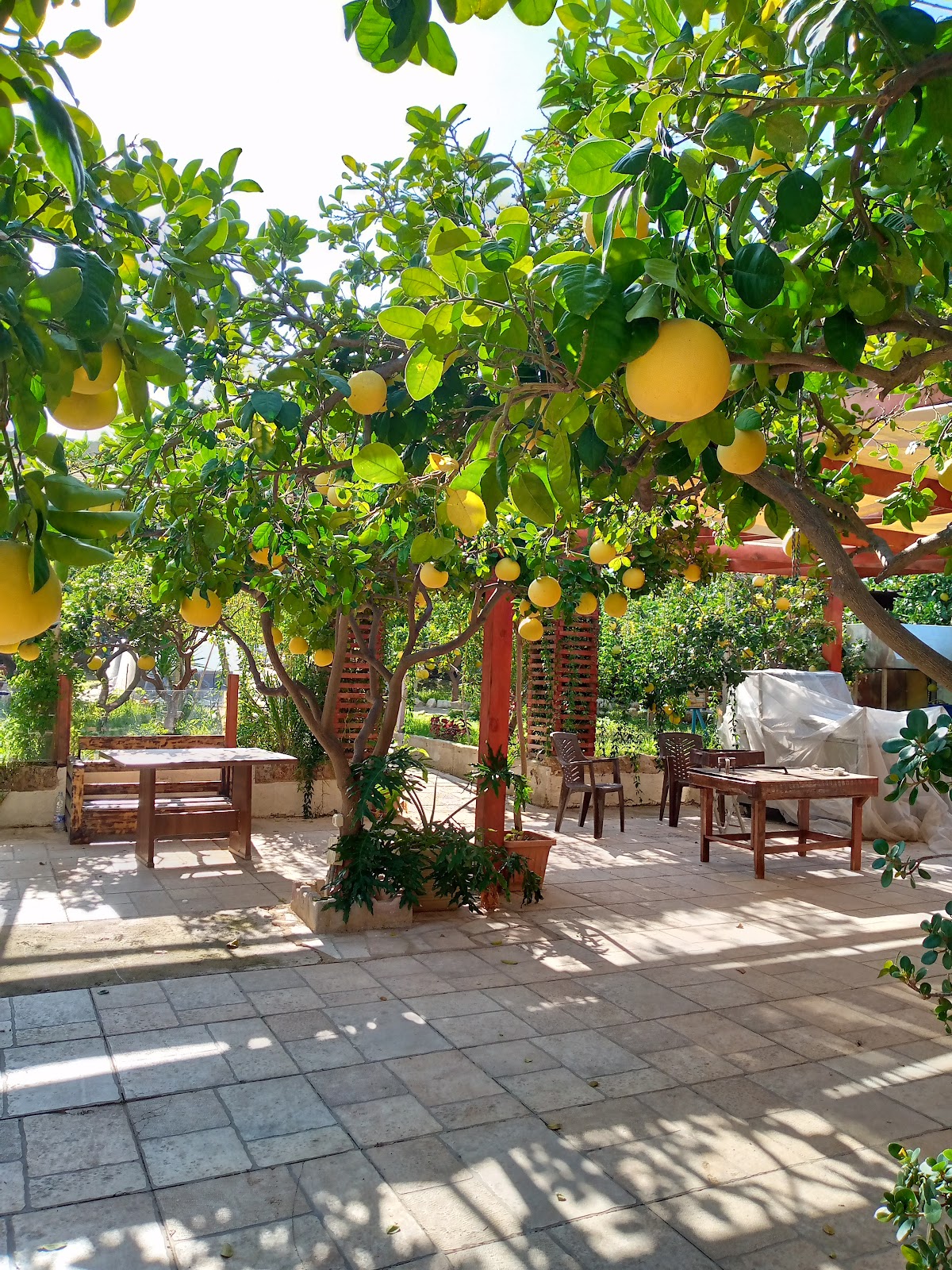 Akaber Bramieh — photograph 4