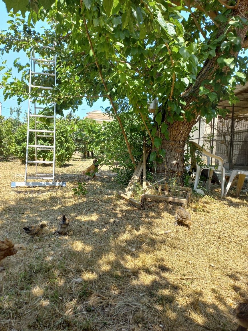 Akil Garden — photograph 5