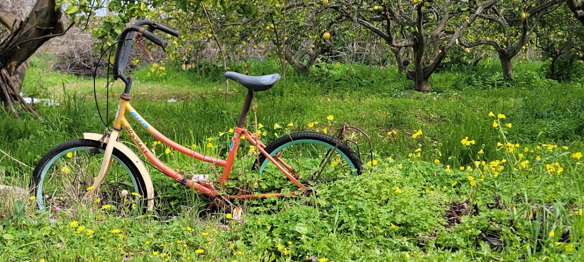 Akil Garden — photograph 6