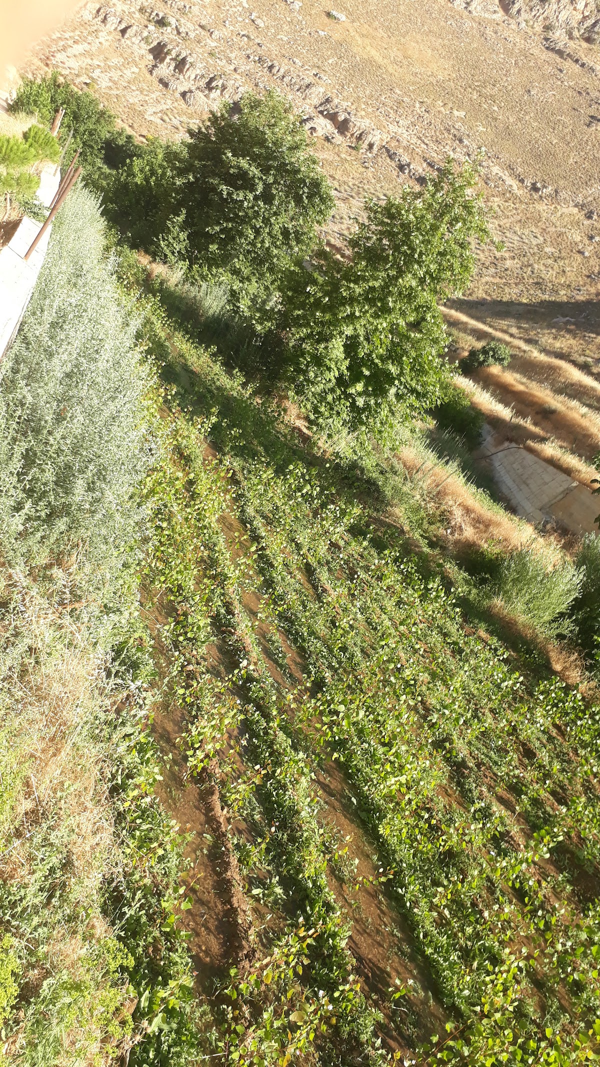 Montazah Al Ghadir Yahfoufa — photograph 3